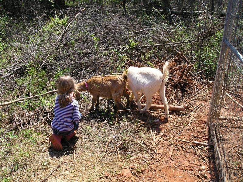 little girl watching two goats foraging some bushes