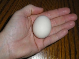 our first egg