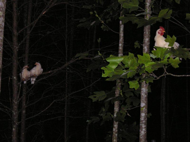 chickens in trees