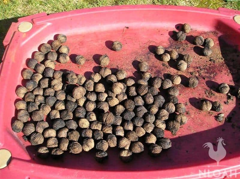 drying black walnuts