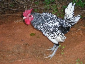 diablo rooster (Medium)