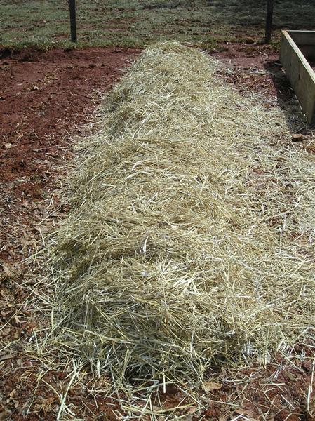 potatoes planted in straw