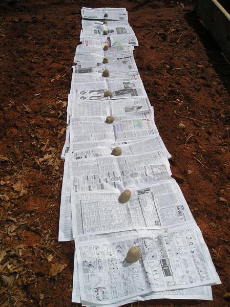 potatoes planted on newspaper