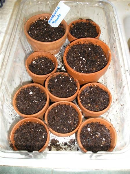 starting tomato seeds 001 (Medium)