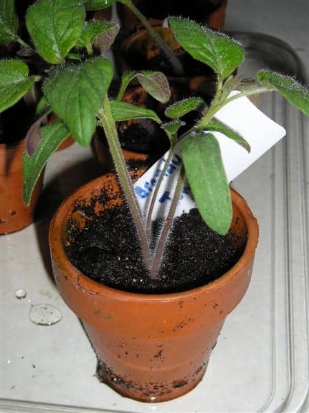 thinning seedlings (Medium)