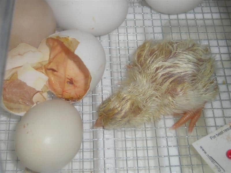 chicks hatching 002 (Medium)