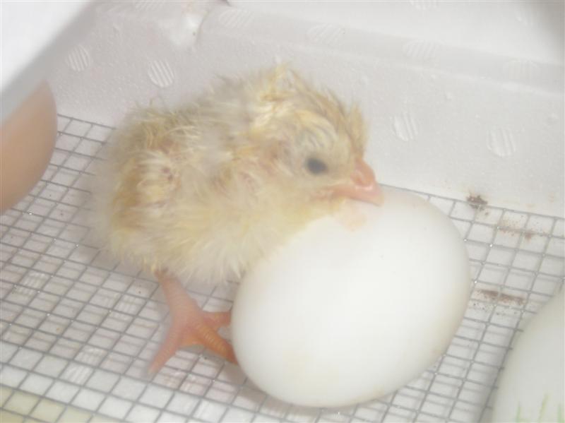 chicks hatching 003 (Medium)