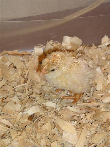 chicks hatching 006 (Medium)