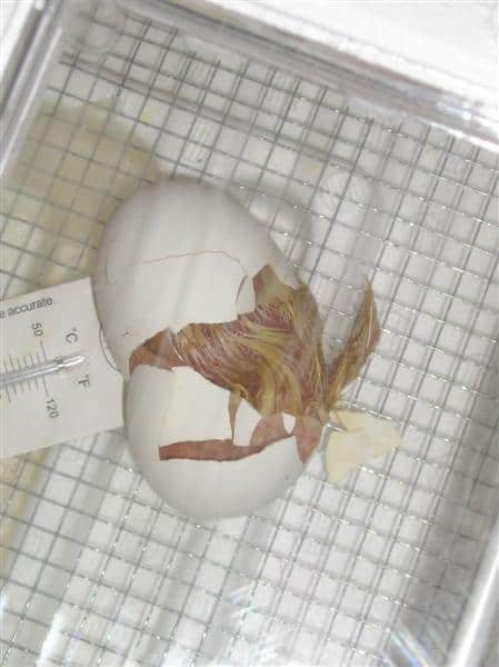chick hatching from egg