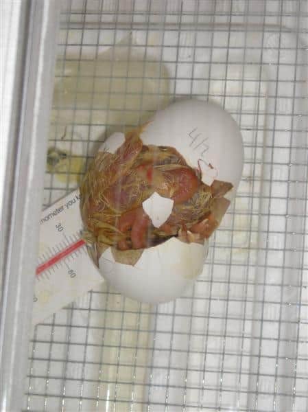 chicks hatching 011 (Medium)