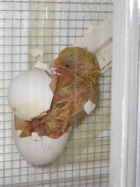 chicks hatching from egg