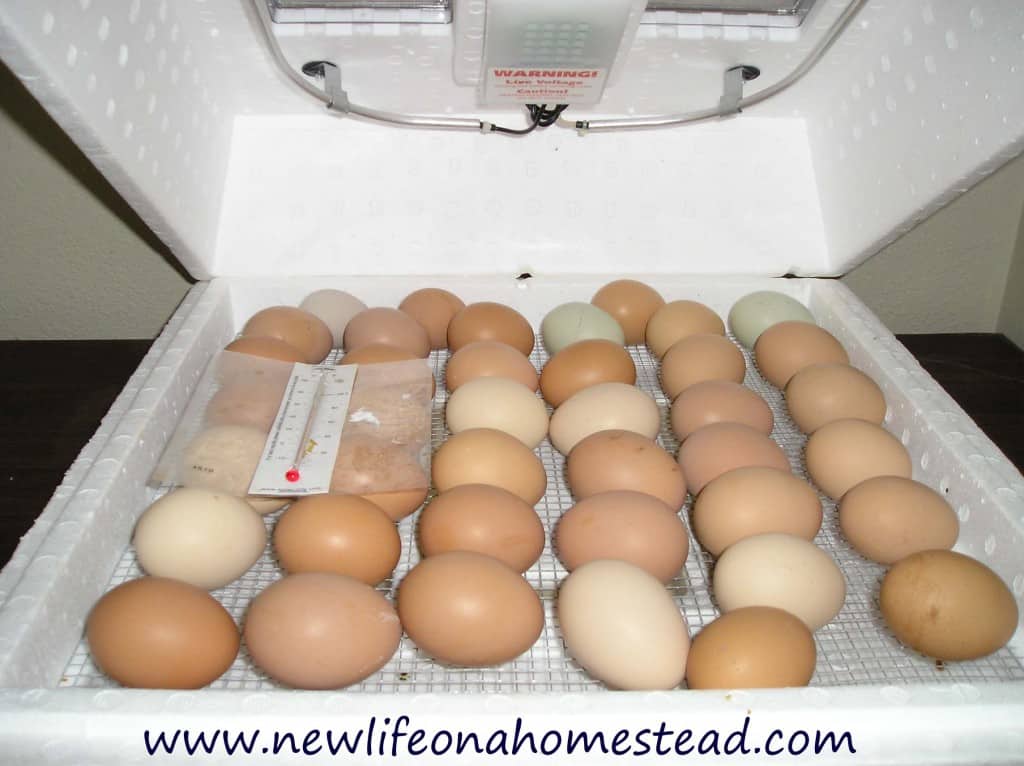 How To Hatch Chicks In An Incubator