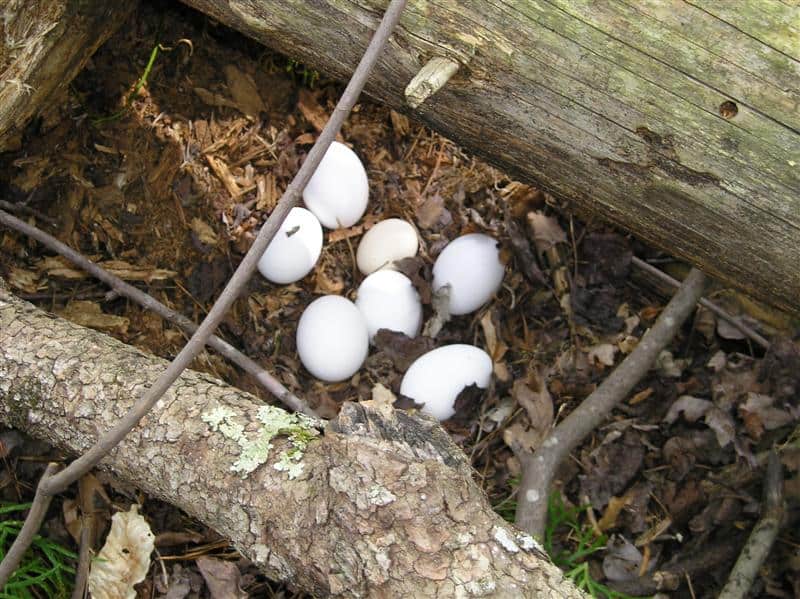 eggs in trees (Medium)