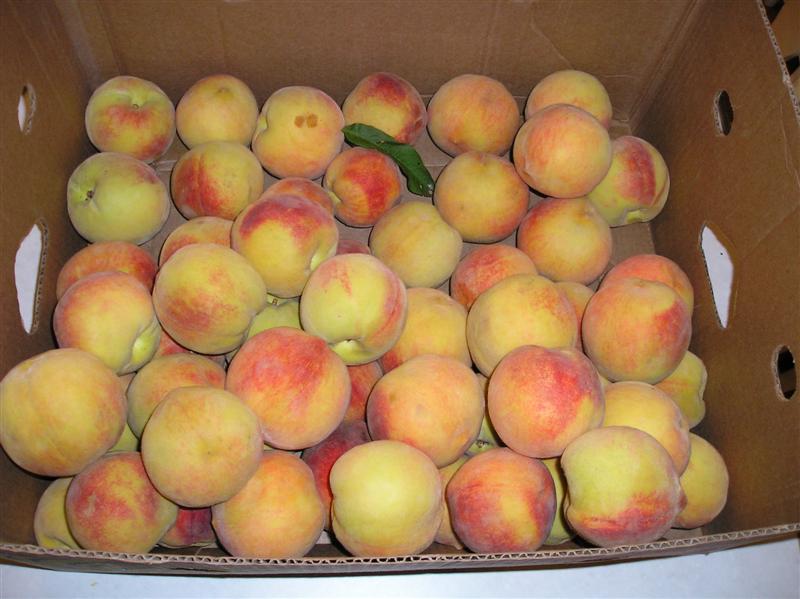 a bushel of peaches
