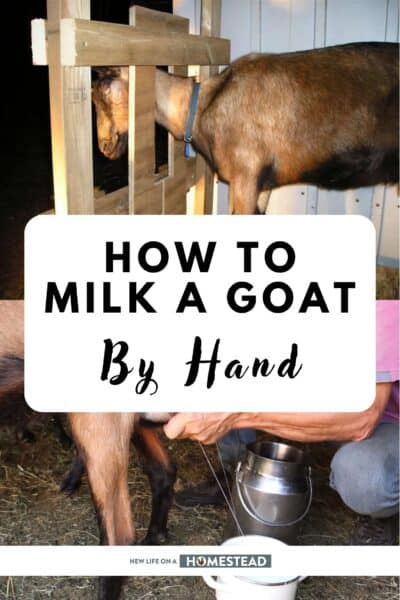 milking a goat Pinterest