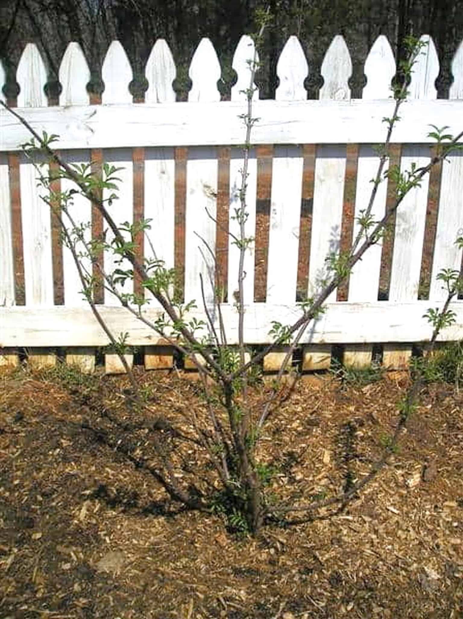 an elderberry bush