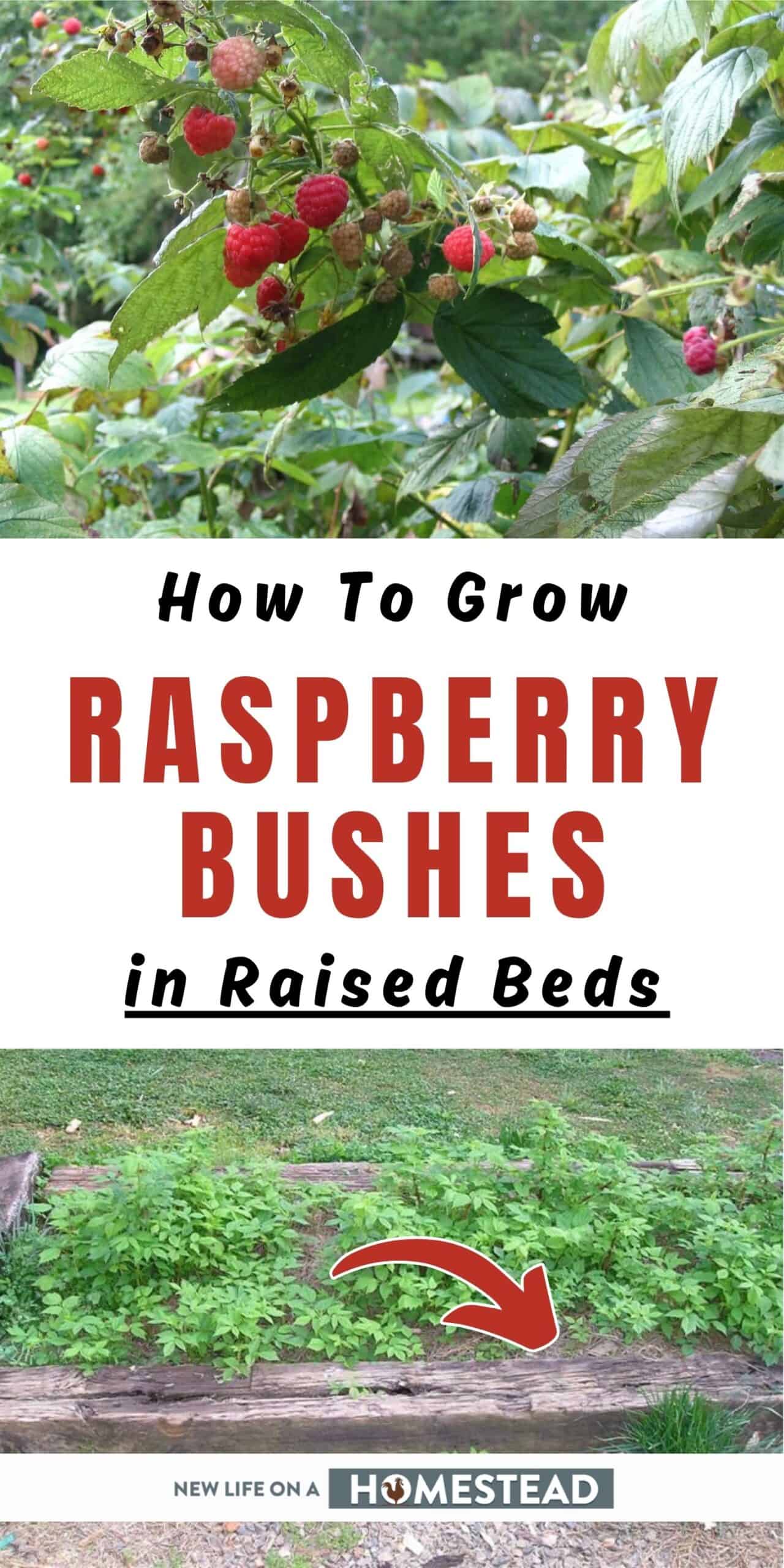 How To Grow Raspberry Bushes in Raised Beds