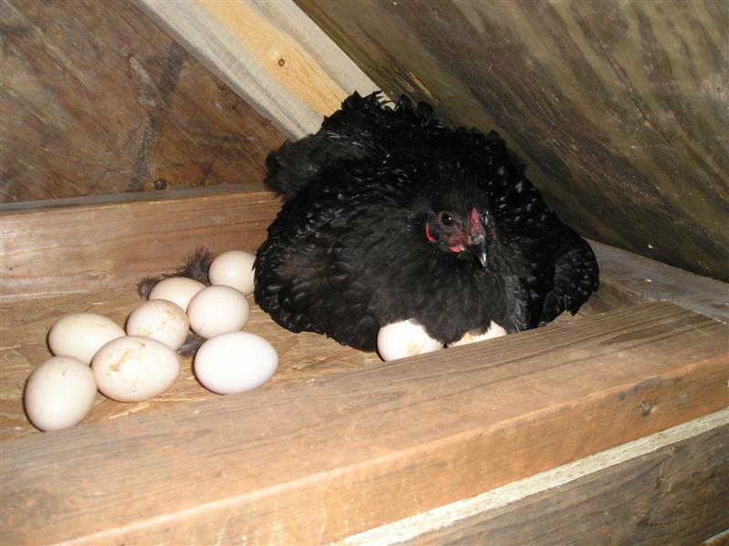 Broody hen sitting on a clutch of eggs. 