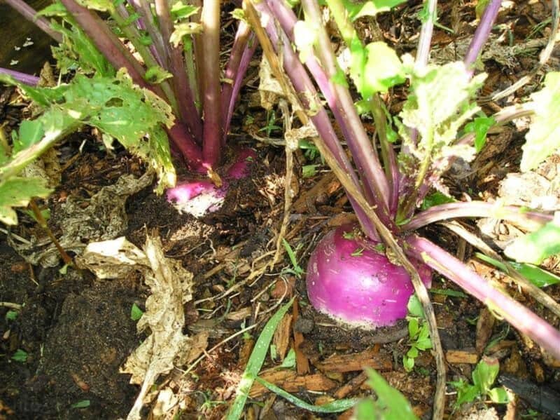 turnips in the ground