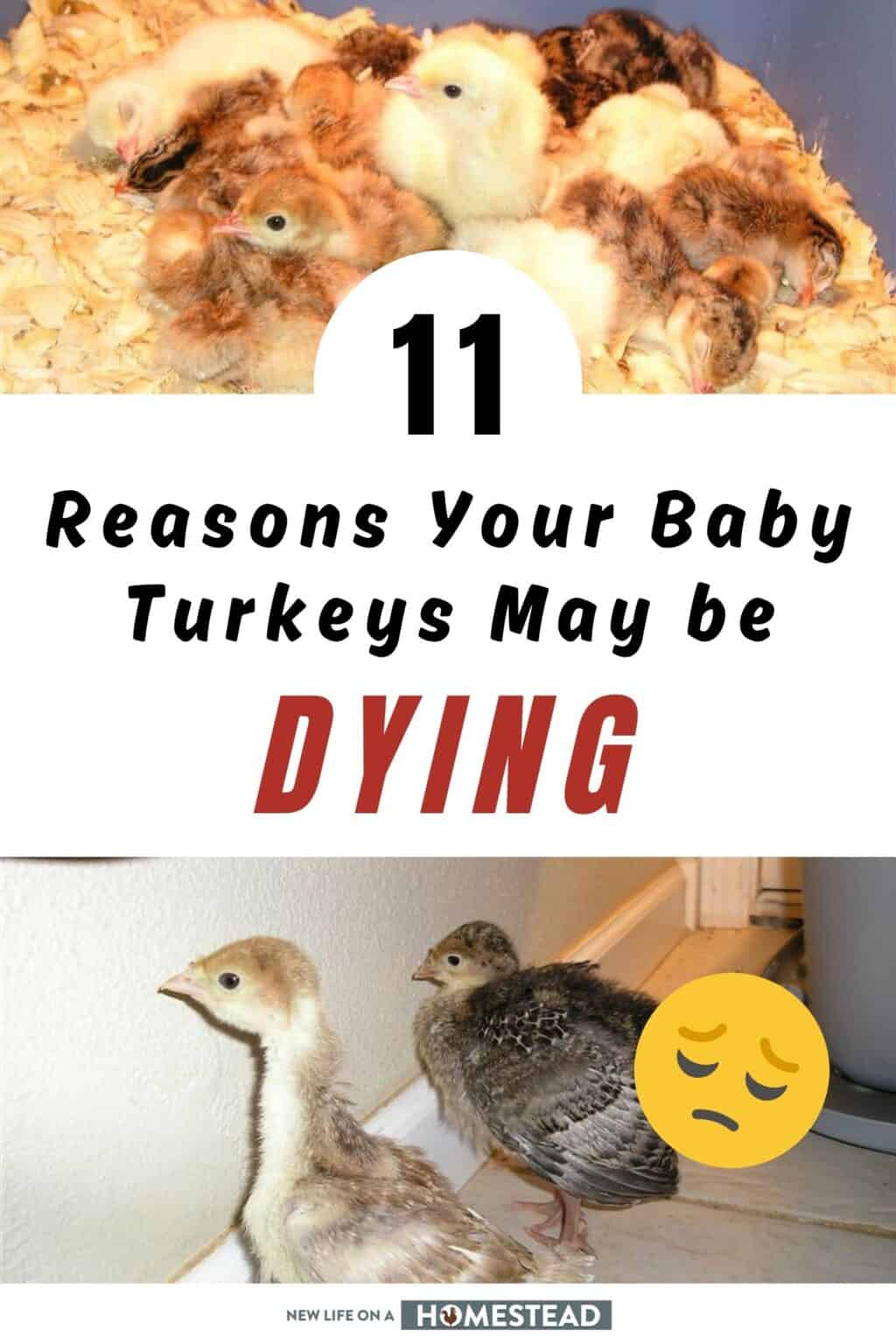 Why Are My Baby Turkeys Dying? 11 Possible Reasons