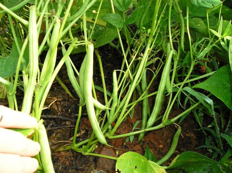 fresh green beans on bush