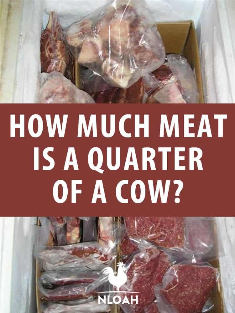 meat in a quarter of a cow pin