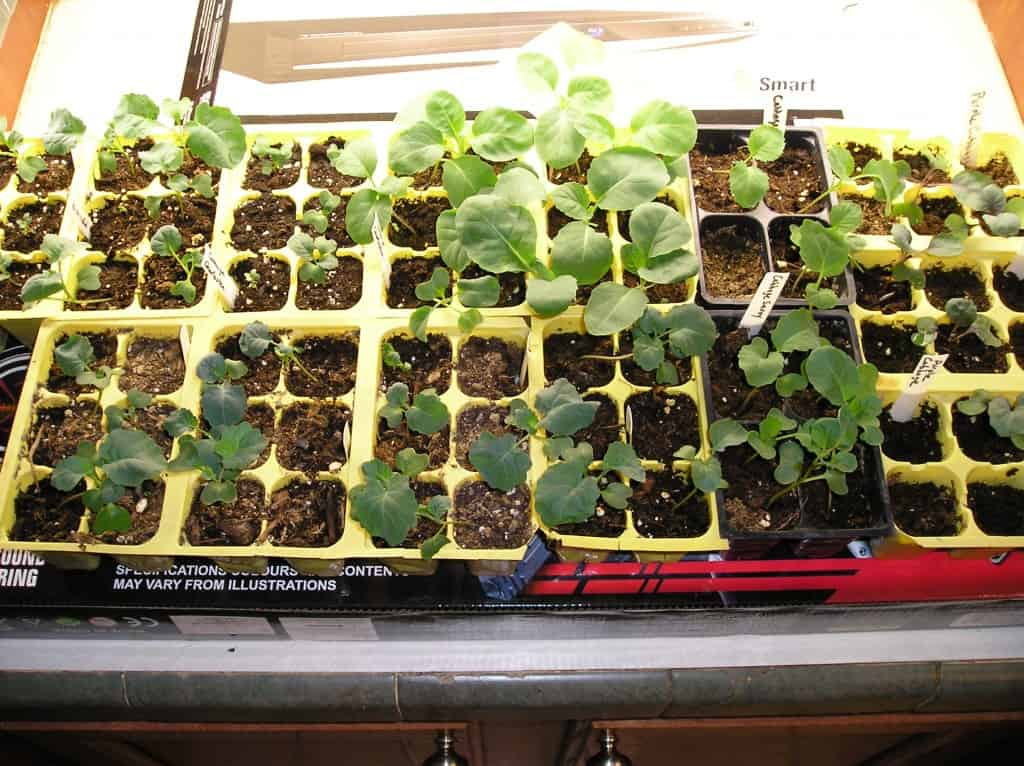 broccoli and cabbage seedlings