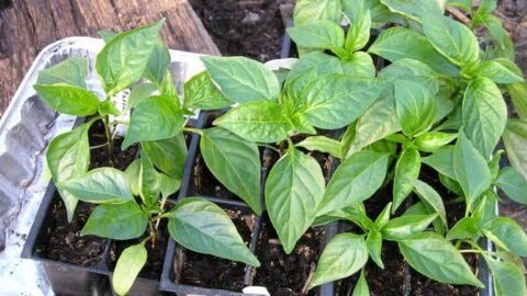 pepper plants growing in trays