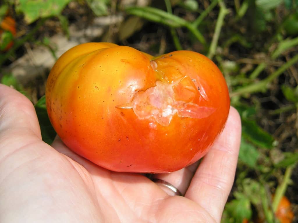 Ripe tomato with insect damage