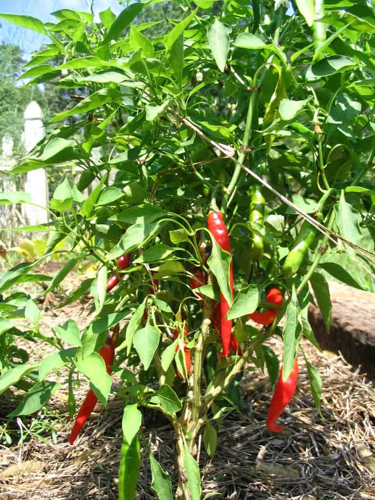 Cayenne Peppers http://newlifeonahomestead.com