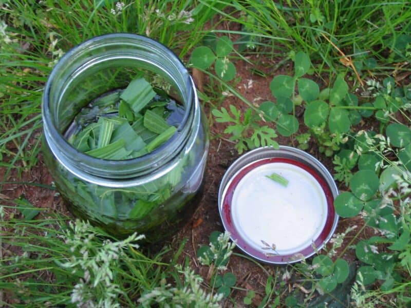 plantain oil in glass jar