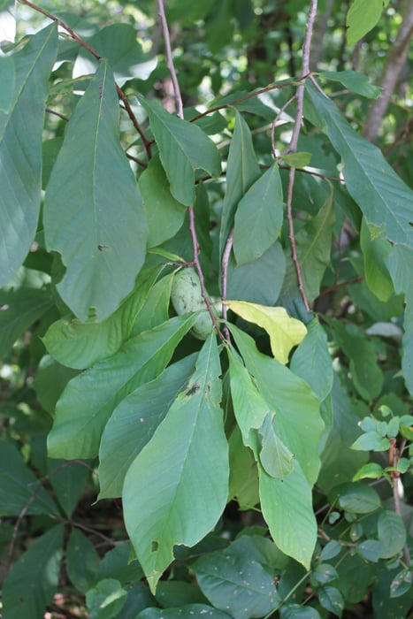 pawpaw leaves
