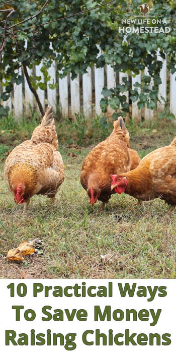 10 Ways To Save Money Raising Chickens