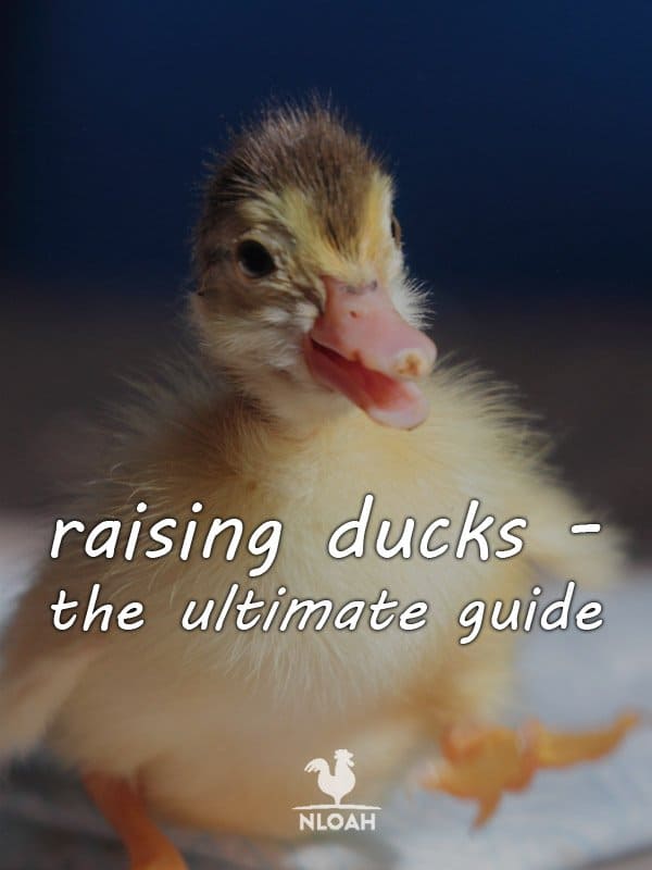 raising ducks pinterest