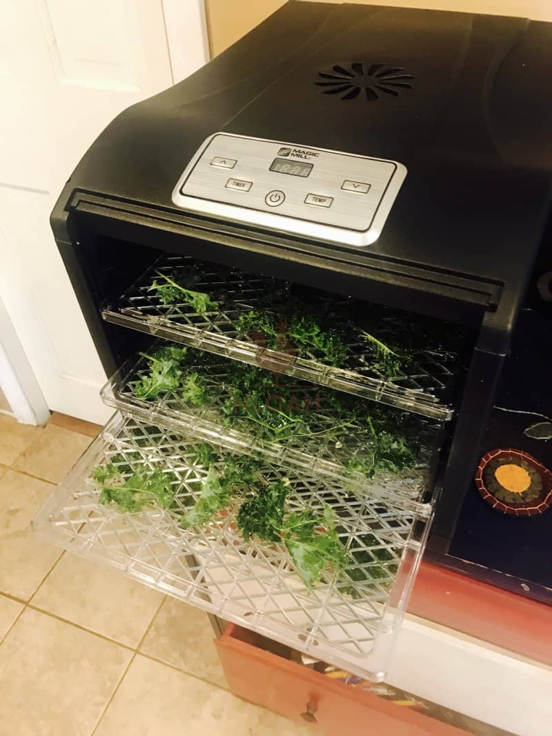 Kale leaves in the dehydratorm ready to dry into green chips