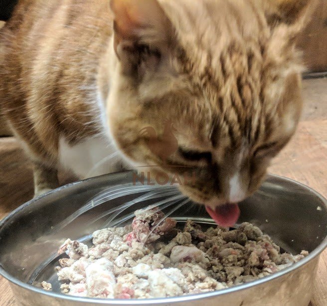 cat eating grinded food