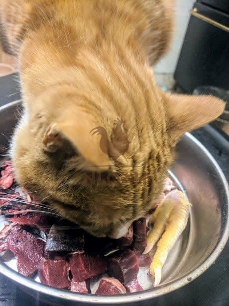 cat eating raw cat food