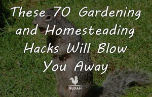 gardening hacks featured