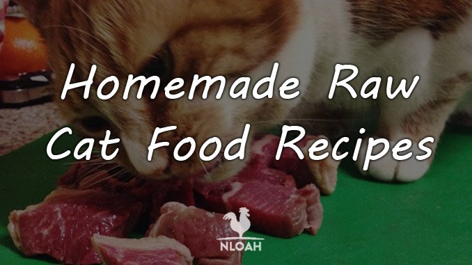 homemade cat food recipes featured