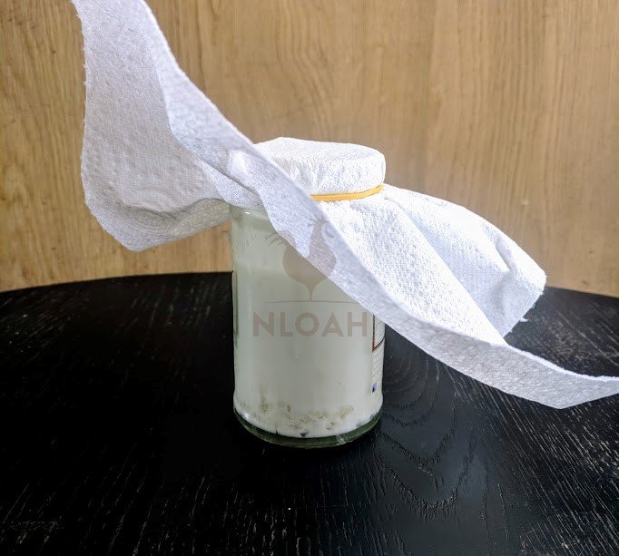 kefir grains in jar covered with cloth