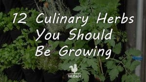culinary herbs featured