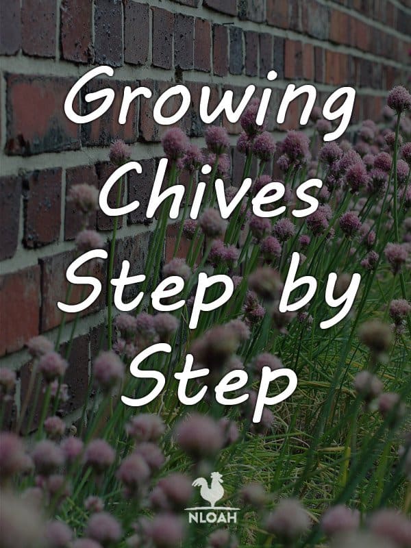 growing chives pinterest