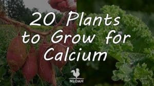calcium plants featured