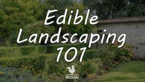 edible landscaping featured