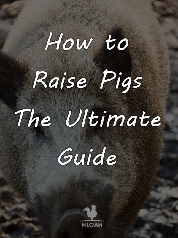 how to raise pigs pinterest