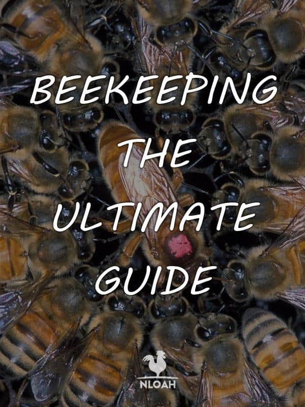 beekeeping pinterest
