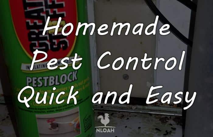 homemade pest control featured