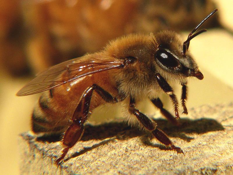 italian honeybee
