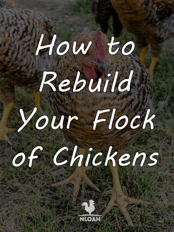 rebuilding chickens flock pinterest
