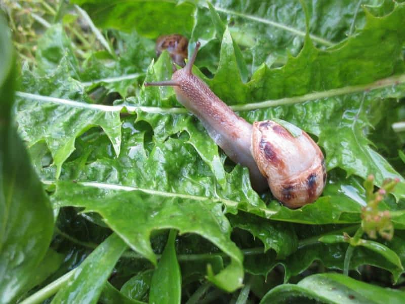 snail in lettuce